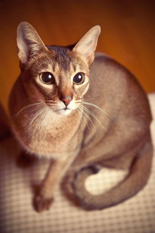 The Abyssinian cat is dexterous, strong, flexible and active by nature. Add to this the curiosity and desire to draw attention to his person.