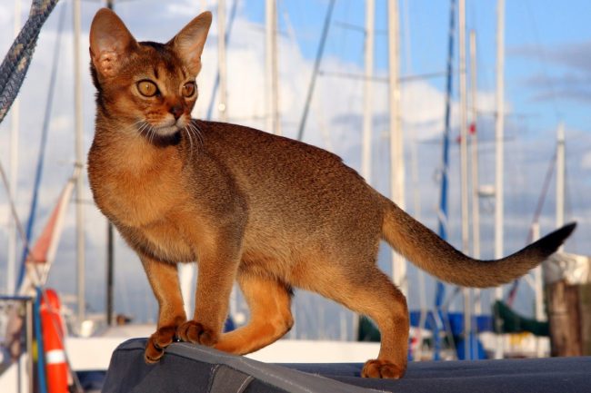 The Abyssinian cat is very inquisitive. He needs to know what is going on around, what the owner is doing at this moment.