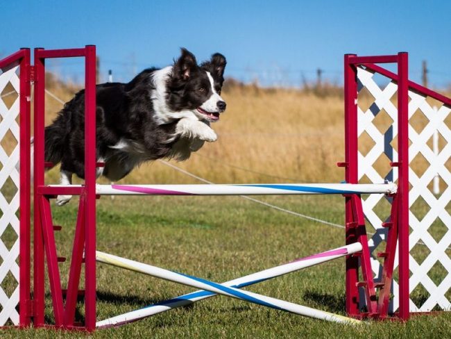 In fact, you can start agility training at any age. Anyway, it’s good for the dog.