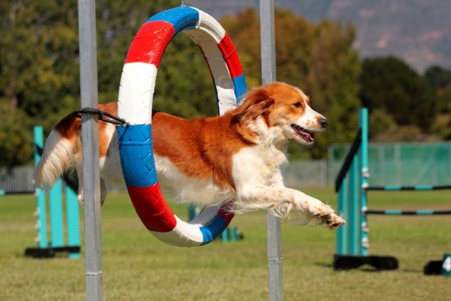 Agility for dogs is a transforming horse show jumping