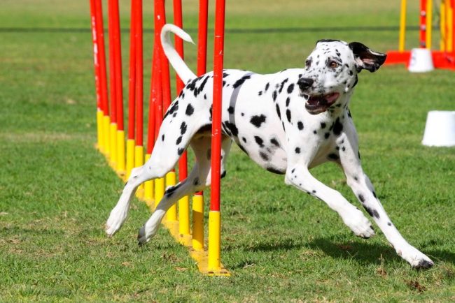 The main thing in agility for dogs is the most competent overcoming of all obstacles. Speed   also plays a role in awarding a prize, but if the dog crossed the track very quickly, while knocking down everything that cannot be knocked down, this will not be appreciated.