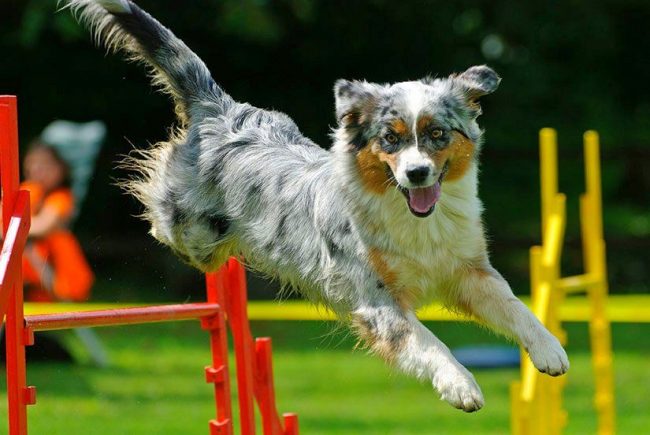 Any breed of dog can take part in the competition. For agility, you can even bring a purebred Bobik. The main thing here is the ideal symbiosis of the handler with his pet.