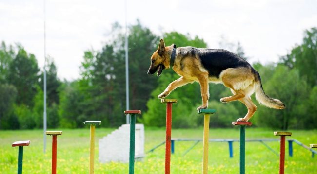Agility competitions for dogs are divided into three categories: mini, midi and standard - depending on the size of the participants