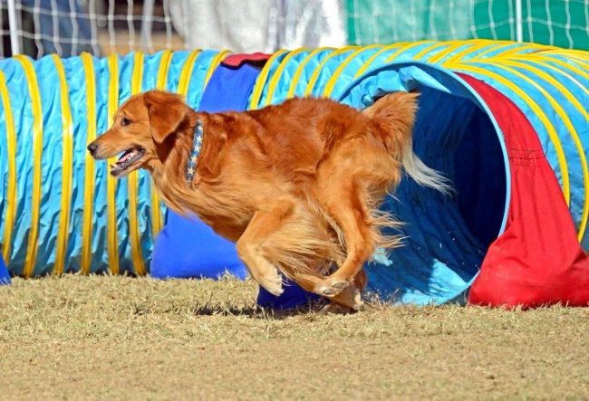 Before the competition, handlers are given a few minutes to familiarize themselves with the track. They figure out the difficulty, calculate the strength and capabilities of their four-legged friend. Dogs are not allowed to show the track in advance.