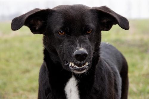 Dog aggression - what to do and how to remove