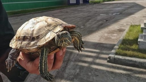 Turtle in the hands
