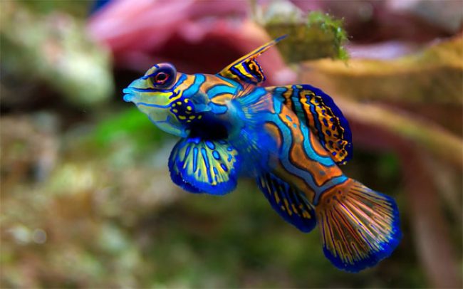 Aquarium fish