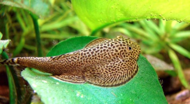 Befortia can be found both in wildlife and in a home aquarium