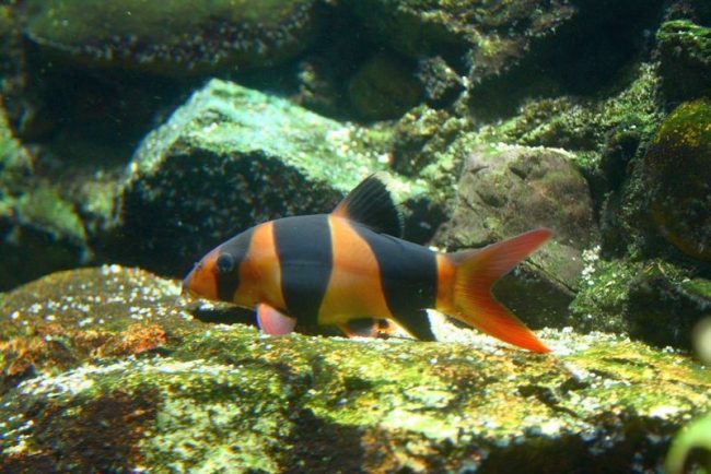 Botia the clown got its name for the colorful clown coloring