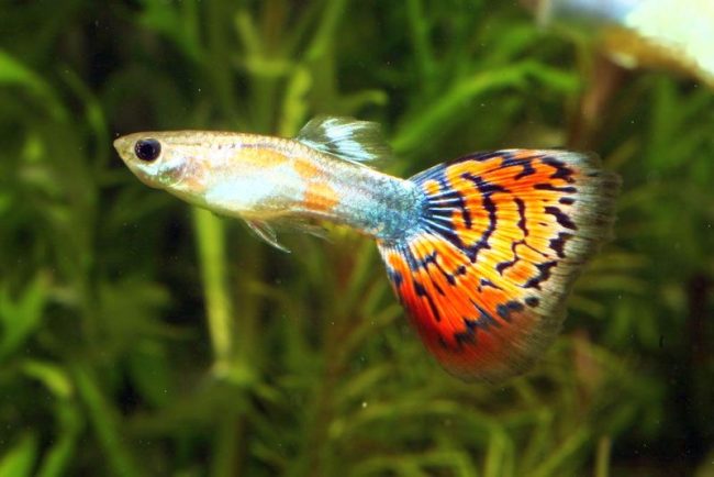 Guppies - the most popular aquarium fish