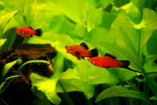 Swordsman, perhaps the second most popular aquarium fish after guppies