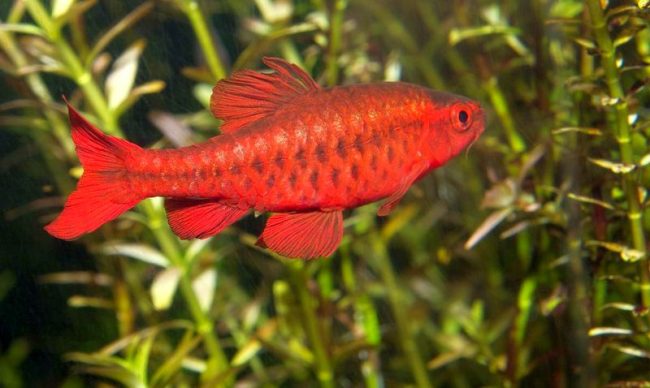 The cherry barbus has a bright and attractive appearance.