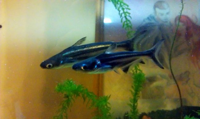 It turns out that Pangasius can meet not only the restaurant menu, but also in the aquarium