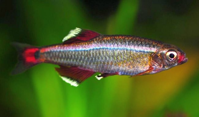 Cardinal - a species of fish almost extinct in nature