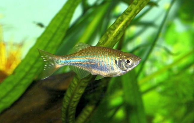 Danio malabarsky - calm and peaceful fish