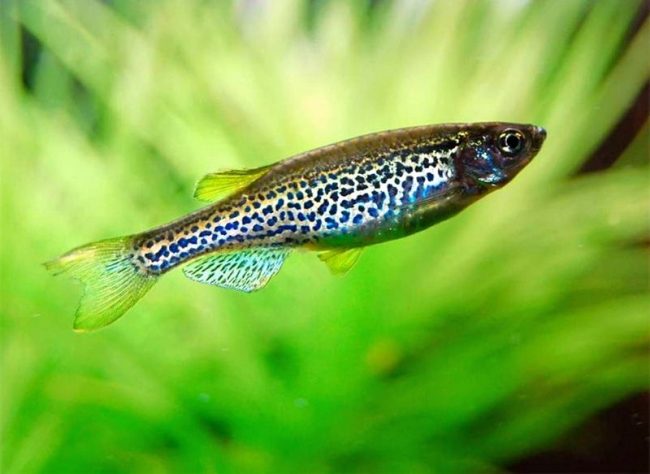 Danio leopard is colored in the form of dots on an orange background, which resembles a leopard