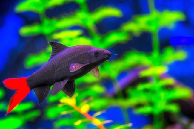 Labeo two-color is very active in the aquarium