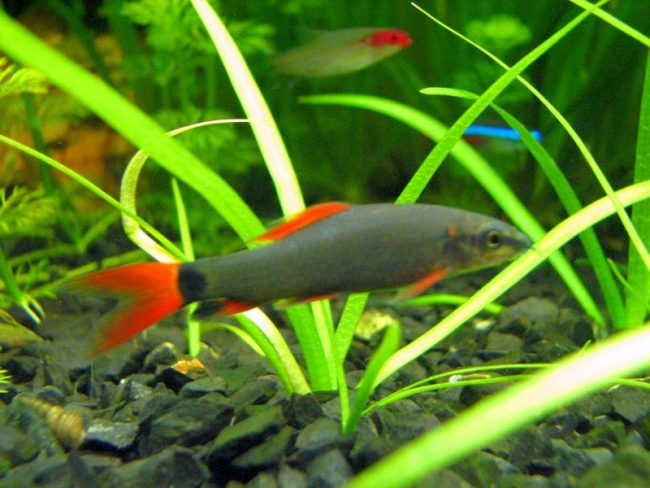 Labeo green is a hooligan and cocky representative of the aquarium world