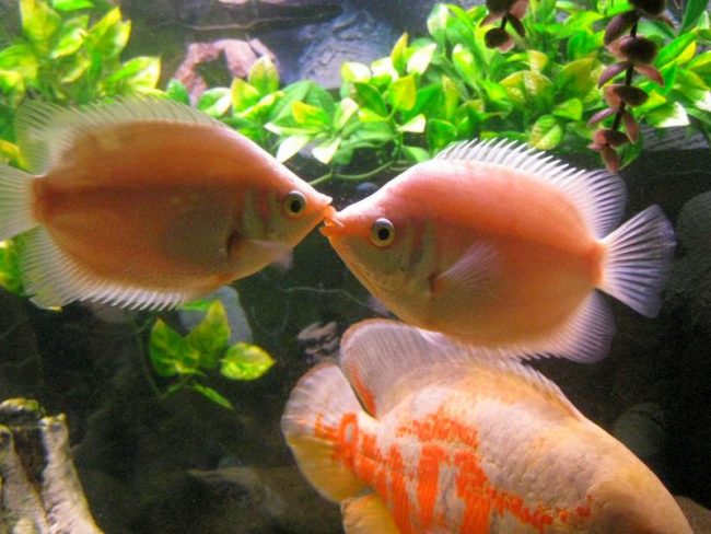 Kissing by gourami has the shape of a kiss lips, from where its name went