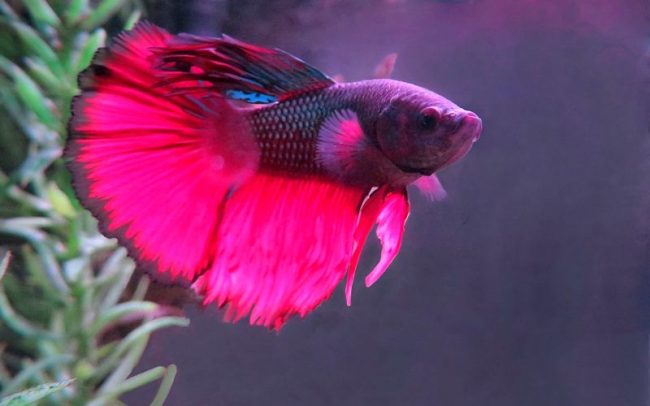 Cockerels are the most beautiful aquarium fish