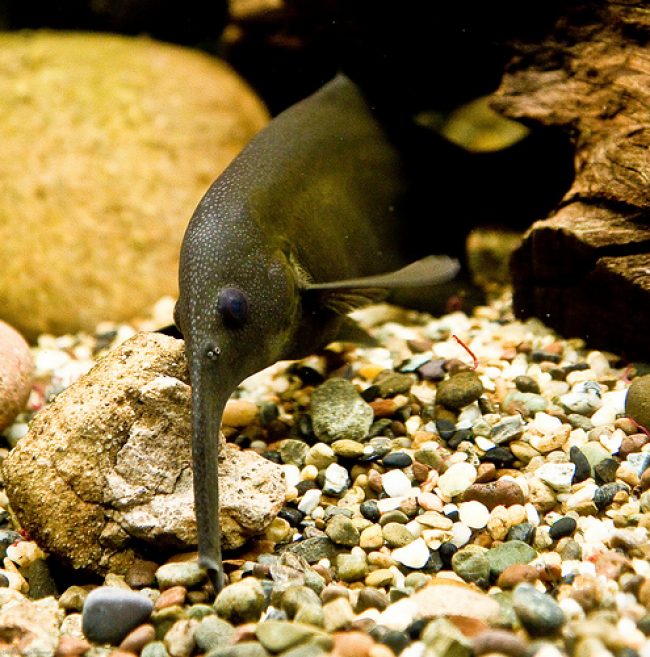 aquarium fish