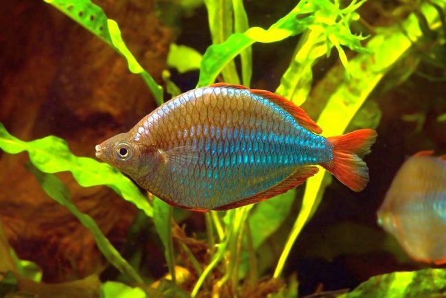 Neon rainbow is very whimsical and capricious, can jump out of the water Neon rainbow is very whimsical and capricious, can jump out of the water