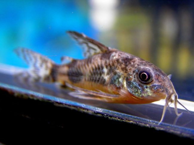 Speckled catfish is perfect for beginner aquarists
