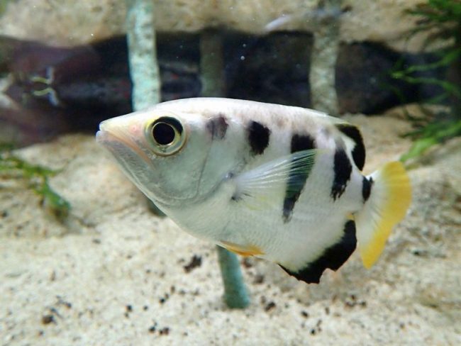 A splashing fish sprinkles a thin stream of water over the insects, thus knocking and eating them
