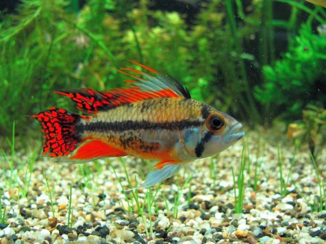 The cockatoo apistogram is a small predator. This must be borne in mind when placing it in the same aquarium with other fish.