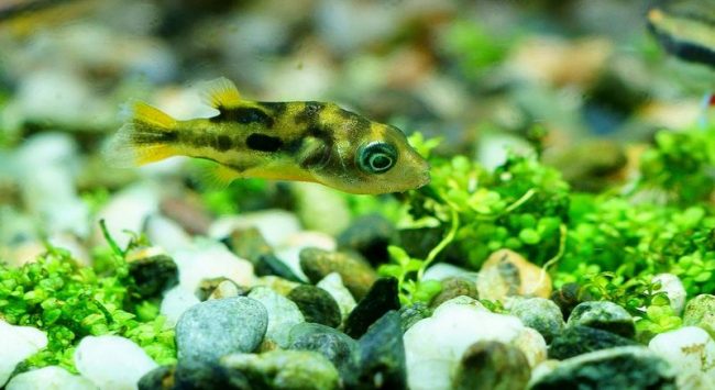 Dwarf tetradon is different in that it is able to move its eyes, independently of each other