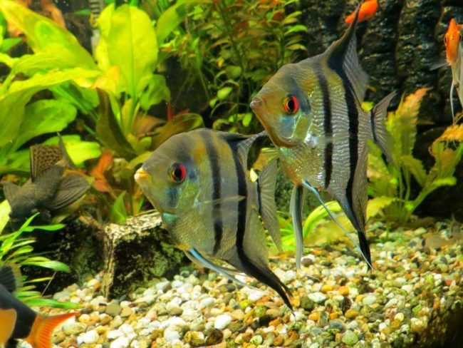 Angelfish is quite popular among domestic aquarists.