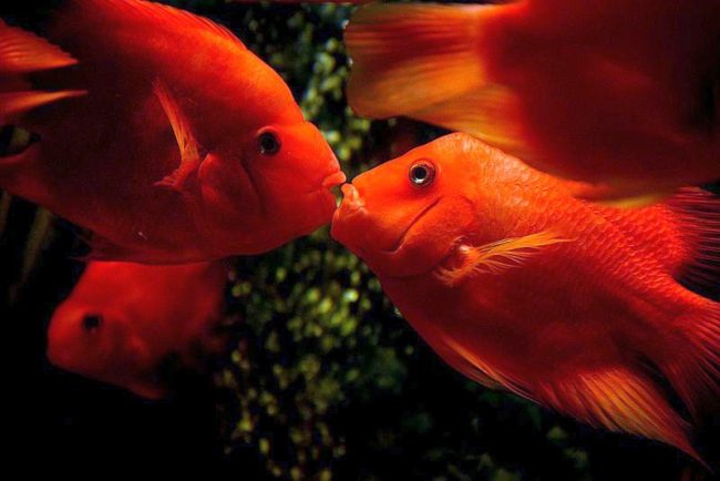 The red parrot is a loving but shy fish