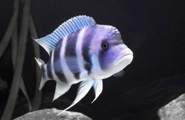 Frontosa is a large fish that needs a lot of space