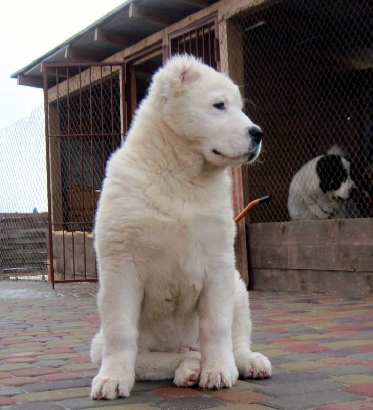 Alabay - Central Asian Shepherd Dog - photos of puppies