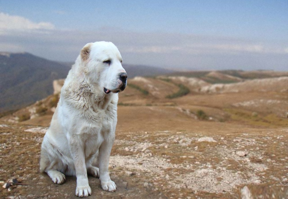 Alabay - Central Asian Shepherd Dog - photo