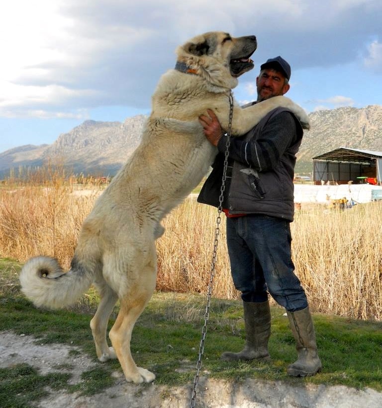 Alabay - Central Asian Shepherd Dog - photo