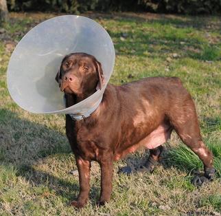 Labrador Allergy
