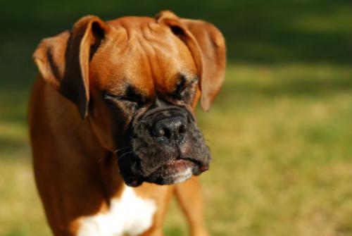 Dog allergy: symptoms and treatment of various types of allergic reactions