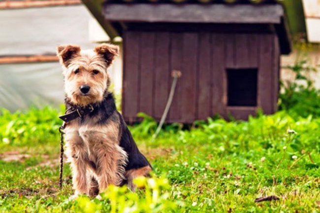 Prevention of allergies comes down to eliminating or minimizing the contact of a dog with an irritant of its immunity. For example, if this is a reaction to insect bites, you should buy a special collar and treat the dog with a repellent before walking.