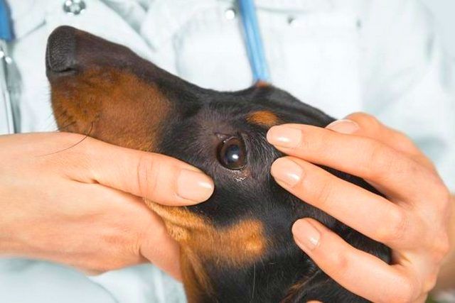 Often, to treat and prevent an allergic reaction, it is enough to adhere to the recommendations of the veterinarian regarding the prevention of this disease