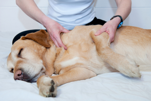 Alternative treatments for dogs