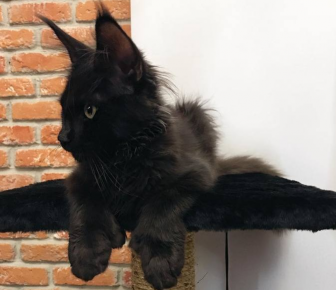Cat Escobar