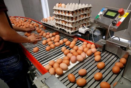 Eggs on the conveyor
