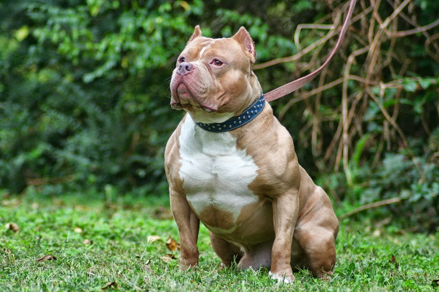 American Bully - photo, description and nurseries