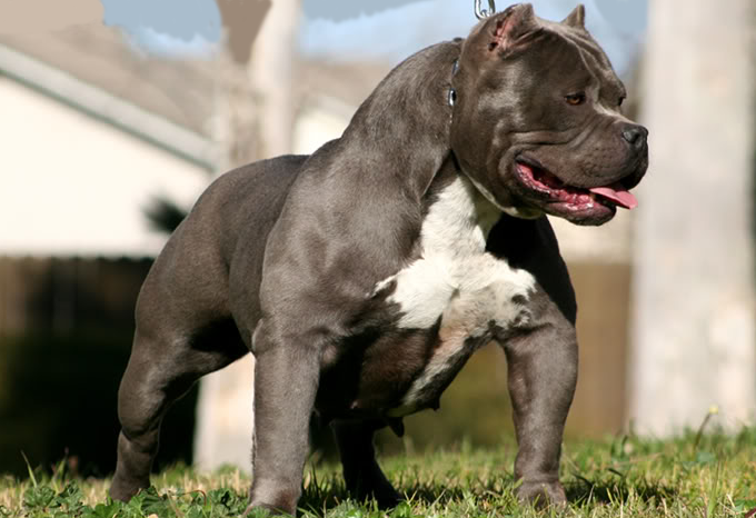 American Bully - photo, description and nurseries
