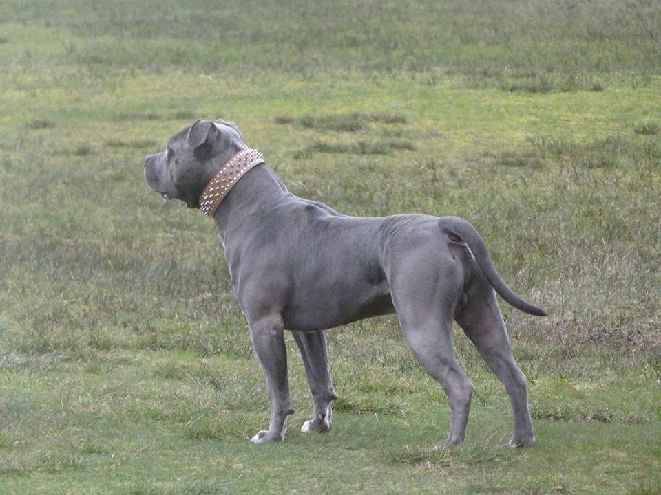 American Bully - photo, description and nurseries