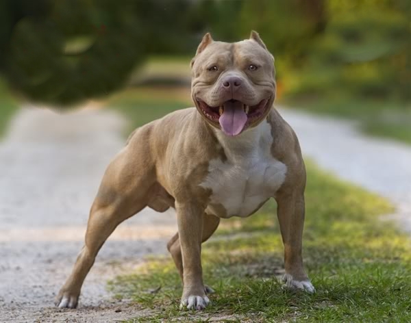 American Bully - photo, description and nurseries