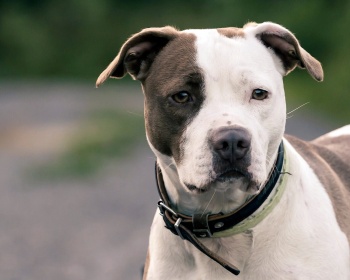 American Pit Bull Terrier (Pit Bull) American Pit Bull Terrier, APBT, Pittie, Pit Bull