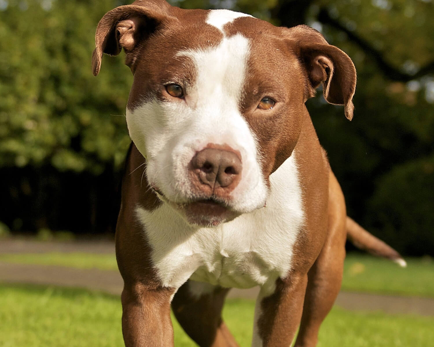 American Pit Bull Terrier
