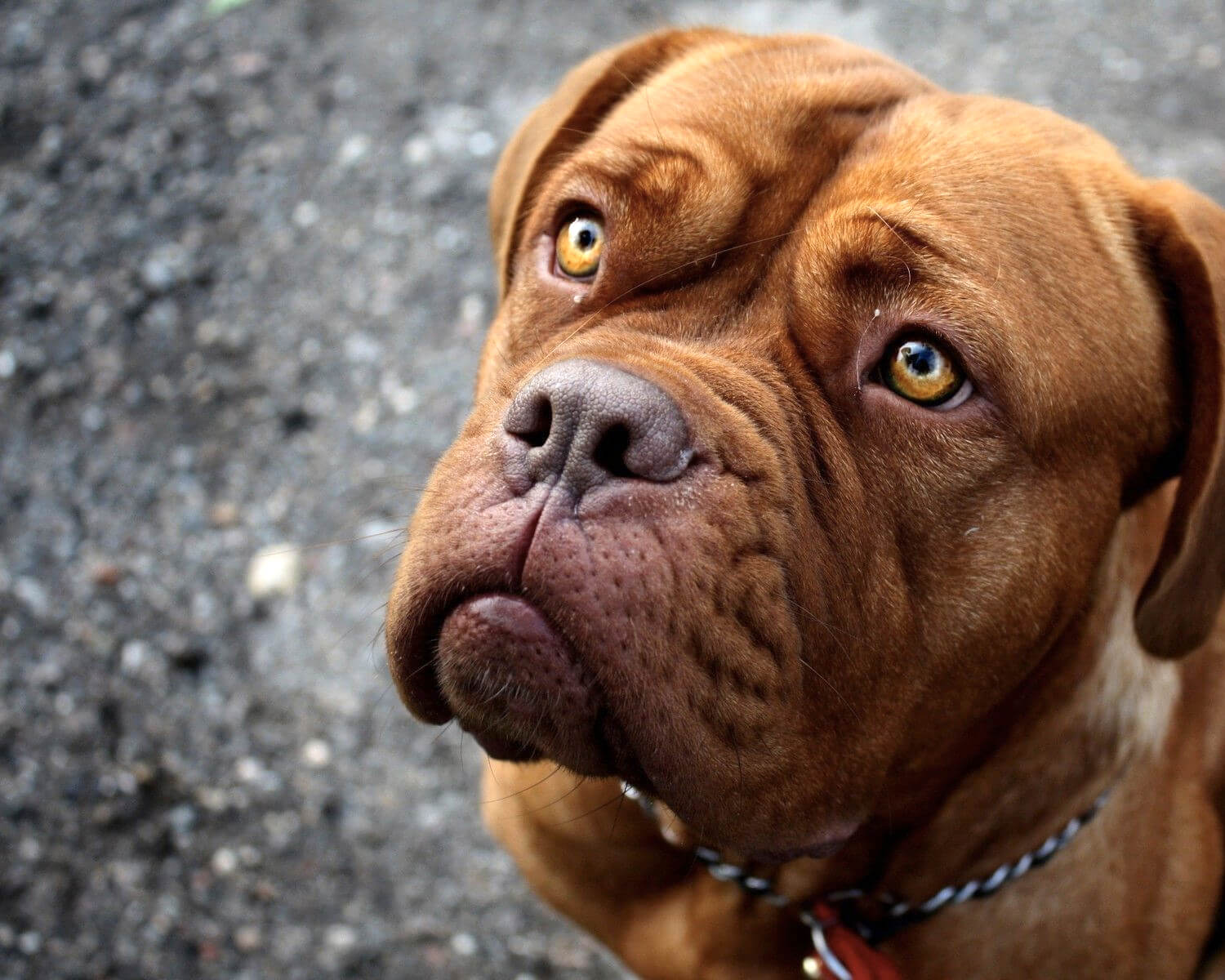 American Pit Bull Terrier Dog Breed